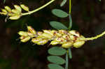 Canadian milkvetch